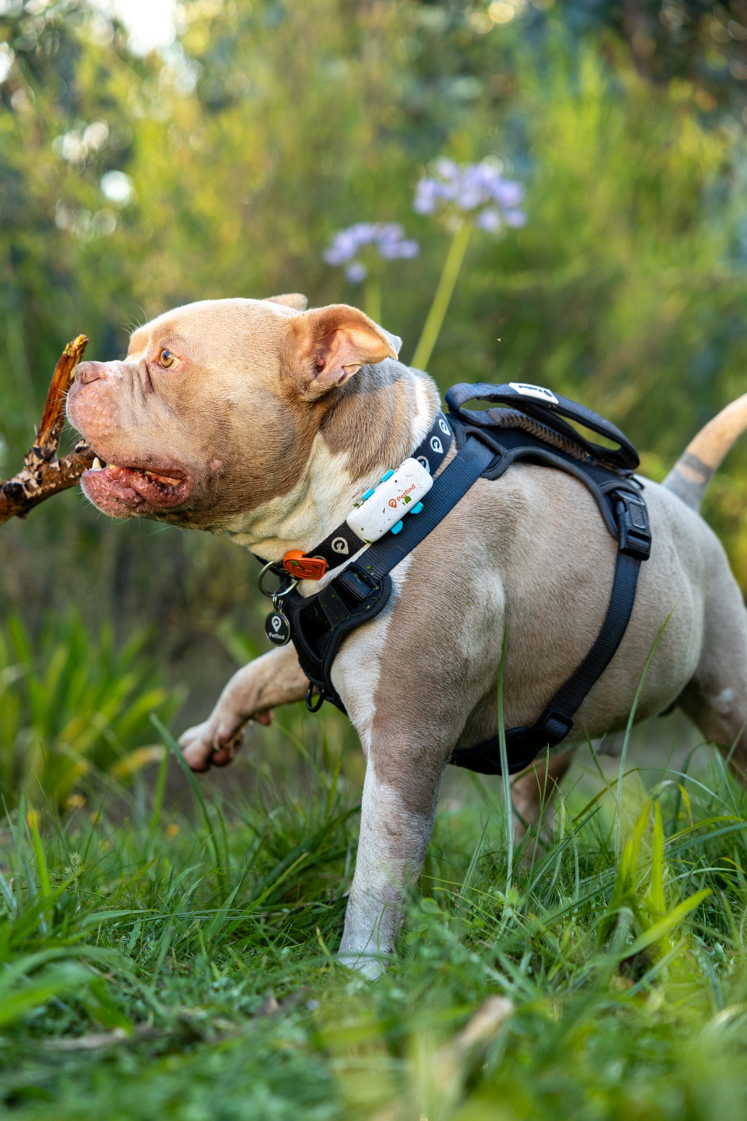 Rastreador GPS Petfind