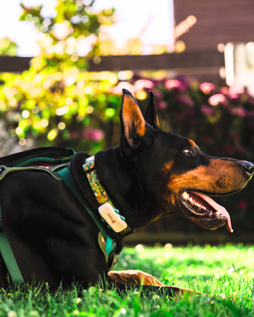 Rastreador GPS Petfind